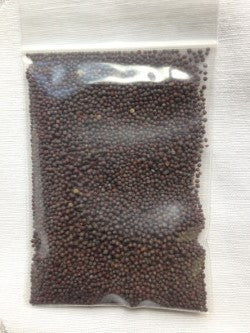 Mustard Seeds